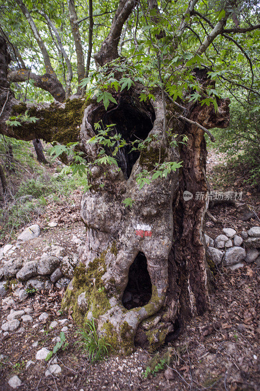 著名的利西亚路行人步行标记之间的fethiye到kas mugla turkey